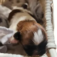 Darcy , a female Shih Tzu for sale in Fairbury, NE – Photo 1 of 5