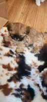 Dakota , a female Shih Tzu for sale in Fairbury, NE – Photo 1 of 8