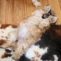 Dakota , a female Shih Tzu for sale in Fairbury, NE – Photo 6 of 8