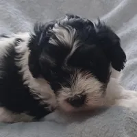 Milo, a male Havanese for sale in Westminster, SC – Photo 1 of 4