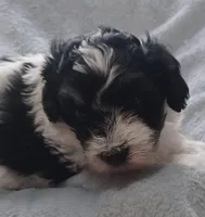 Milo, a male Havanese for sale in Westminster, SC – Photo 1 of 4