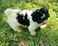 Milo, a male Havanese for sale in Westminster, SC – Photo 4 of 8