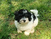 Milo, a male Havanese for sale in Westminster, SC – Photo 3 of 8