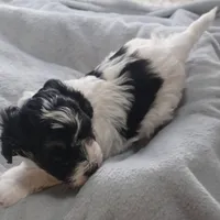 Milo, a male Havanese for sale in Westminster, SC – Photo 4 of 4