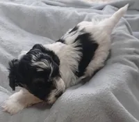 Milo, a male Havanese for sale in Westminster, SC – Photo 4 of 4