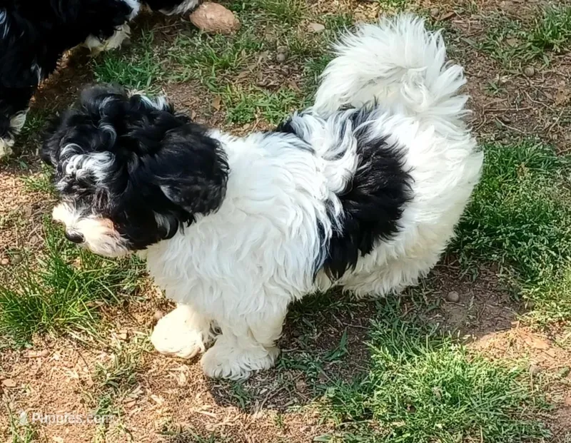 Milo – Havanese puppy for sale in Westminster, SC