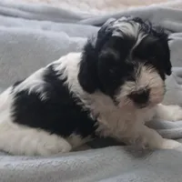 Milo, a male Havanese for sale in Westminster, SC – Photo 3 of 4