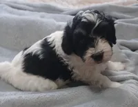 Milo, a male Havanese for sale in Westminster, SC – Photo 3 of 4