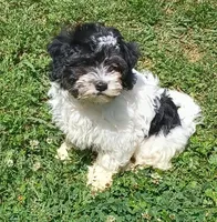 Milo, a male Havanese for sale in Westminster, SC – Photo 2 of 8