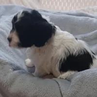 Milo, a male Havanese for sale in Westminster, SC – Photo 2 of 4