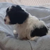 Milo, a male Havanese for sale in Westminster, SC – Photo 2 of 4