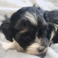 Jade , a female Havanese for sale in Westminster, SC – Photo 1 of 4