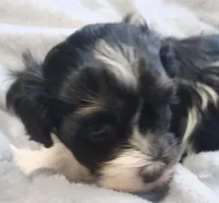 Jade , a female Havanese for sale in Westminster, SC – Photo 1 of 4