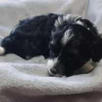 Jade , a female Havanese for sale in Westminster, SC – Photo 3 of 4