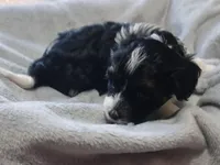 Jade , a female Havanese for sale in Westminster, SC – Photo 3 of 4