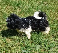 Jade , a female Havanese for sale in Westminster, SC – Photo 1 of 8