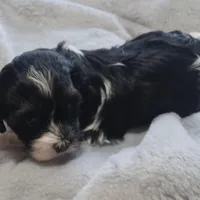 Jade , a female Havanese for sale in Westminster, SC – Photo 2 of 4