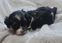 Jade , a female Havanese for sale in Westminster, SC – Photo 2 of 4