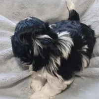 Jade , a female Havanese for sale in Westminster, SC – Photo 4 of 4