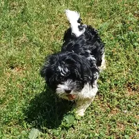 Jade , a female Havanese for sale in Westminster, SC – Photo 3 of 8