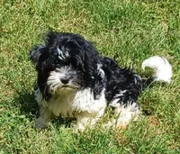 Jade , a female Havanese for sale in Westminster, SC – Photo 2 of 8