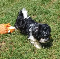 Jade , a female Havanese for sale in Westminster, SC – Photo 4 of 8