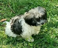 Izzy, a female Havanese for sale in Westminster, SC – Photo 3 of 7