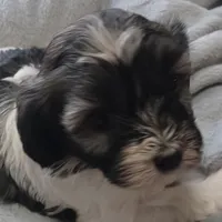 Izzy, a female Havanese for sale in Westminster, SC – Photo 1 of 4