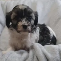 Izzy, a female Havanese for sale in Westminster, SC – Photo 2 of 4