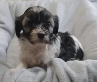 Izzy, a female Havanese for sale in Westminster, SC – Photo 2 of 4