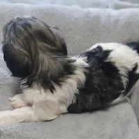 Izzy, a female Havanese for sale in Westminster, SC – Photo 3 of 4