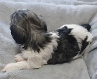 Izzy, a female Havanese for sale in Westminster, SC – Photo 3 of 4