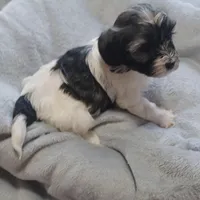 Izzy, a female Havanese for sale in Westminster, SC – Photo 4 of 4