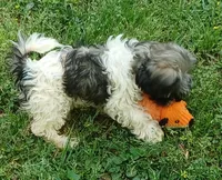 Izzy, a female Havanese for sale in Westminster, SC – Photo 2 of 7