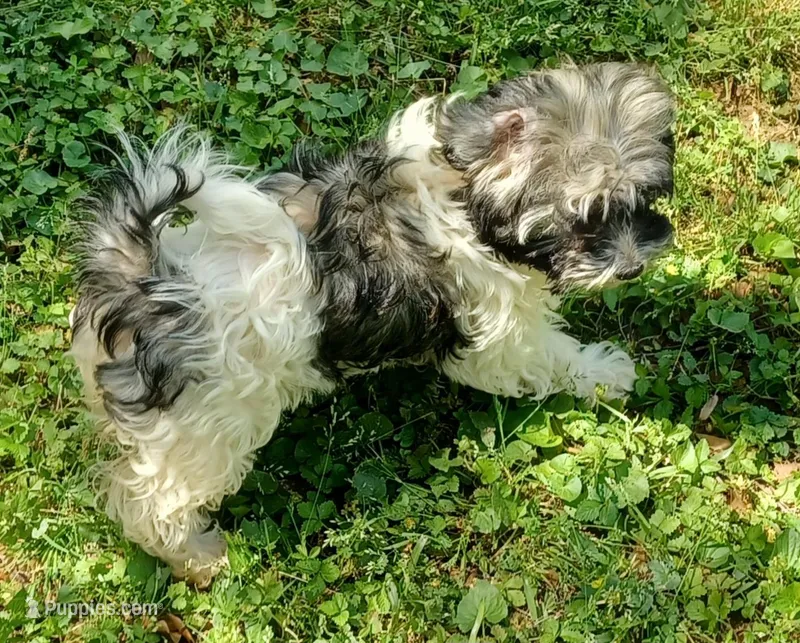 Izzy – Havanese puppy for sale in Westminster, SC