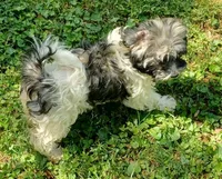 Izzy, a female Havanese for sale in Westminster, SC – Photo 1 of 7