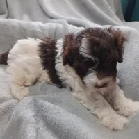 Luca, a male Havanese for sale in Westminster, SC – Photo 3 of 4