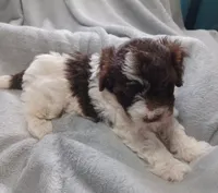 Luca, a male Havanese for sale in Westminster, SC – Photo 3 of 4