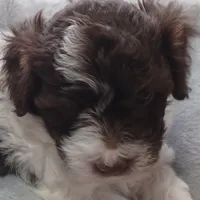 Luca, a male Havanese for sale in Westminster, SC – Photo 1 of 4