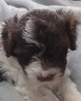 Luca, a male Havanese for sale in Westminster, SC – Photo 1 of 4