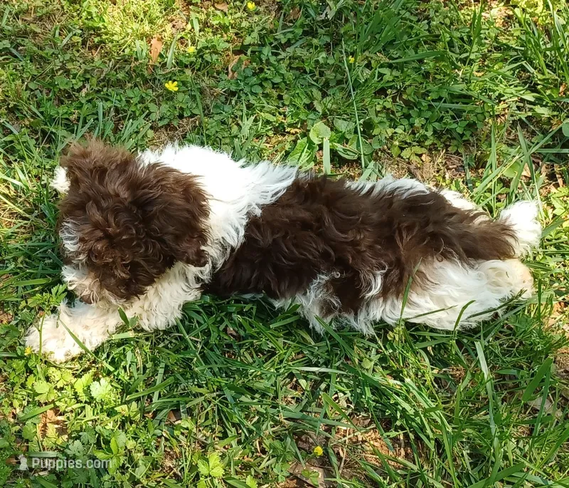 Luca – Havanese puppy for sale in Westminster, SC