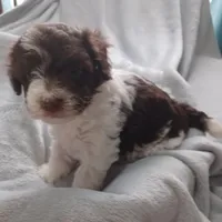 Luca, a male Havanese for sale in Westminster, SC – Photo 2 of 4
