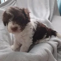 Luca, a male Havanese for sale in Westminster, SC – Photo 2 of 4