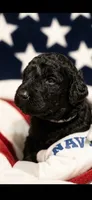 Akc standard poodle puppies 6 females 2 males, a female Poodle - Standard  for sale in Dunnellon, FL – 5 of 8