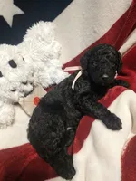 Akc standard poodle puppies 6 females 2 males, a female Poodle - Standard  for sale in Dunnellon, FL – 2 of 8
