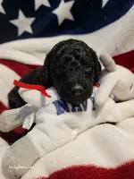 Akc standard poodle puppies 6 females 2 males, a female Poodle - Standard  for sale in Dunnellon, FL – 1 of 8
