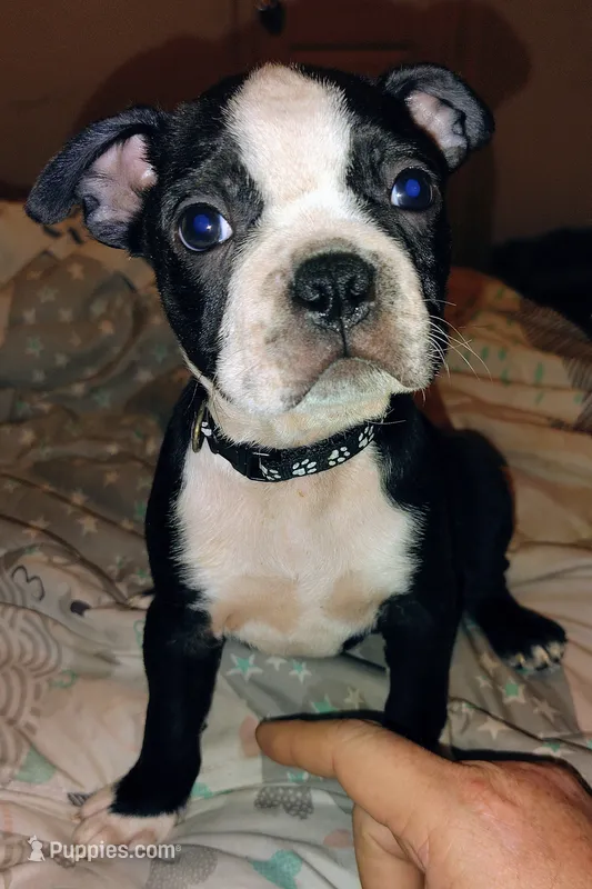 Boston Terrier puppies  – Boston Terrier puppy for sale in Chatsworth, GA