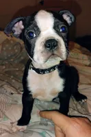 Boston Terrier puppies , a male Boston Terrier for sale in Chatsworth, GA – 1 of 2