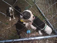 Boston Terrier puppies , a male Boston Terrier for sale in Chatsworth, GA – 2 of 2