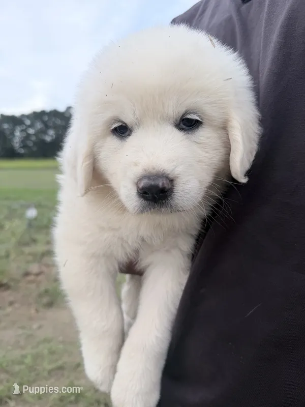 Cyan – Great Pyrenees puppy for sale in Hope, AR